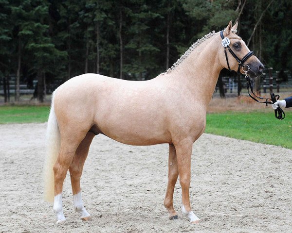 stallion Der Ausserirdische (German Riding Pony, 2016, from Dating AT NRW)