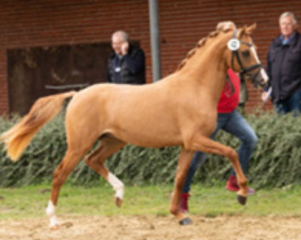 Pferd Deep Impact (Deutsches Reitpony, 2016, von Dating AT NRW)