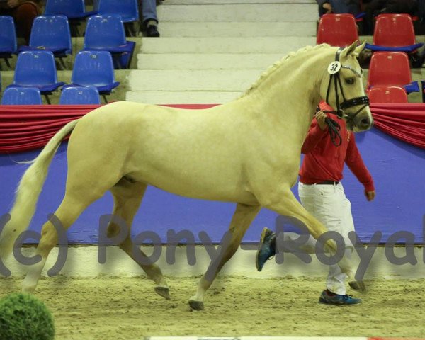 stallion Dating Point At (German Riding Pony, 2016, from Dating AT NRW)