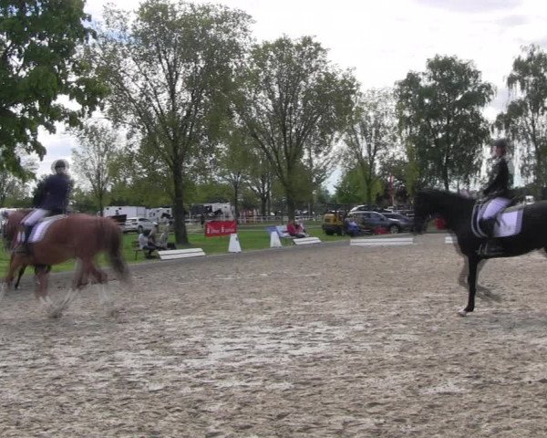 Reitturnier Ahlen 2017
