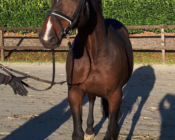 broodmare Z-Quite Good (Holsteiner, 2007, from Quinar)