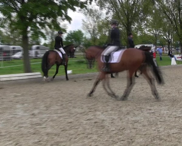 Reitturnier Ahlen 2017
