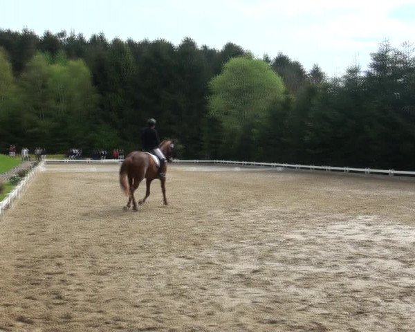 Reitturnier Halver 2017