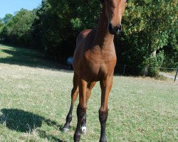 broodmare Daytona S (Westphalian, 2018, from Diathago)