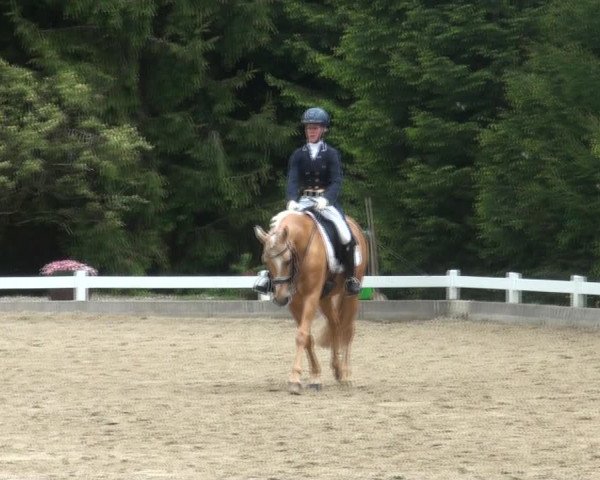 Reitturnier Halver 2017