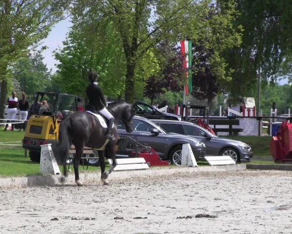 Reitturnier Ahlen 2017
