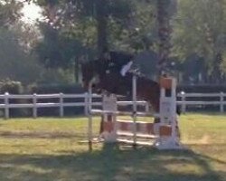 broodmare Gitania 14 (Hanoverian, 2009, from Graf Top)