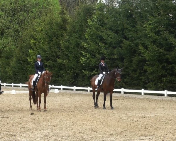Reitturnier Halver 2017