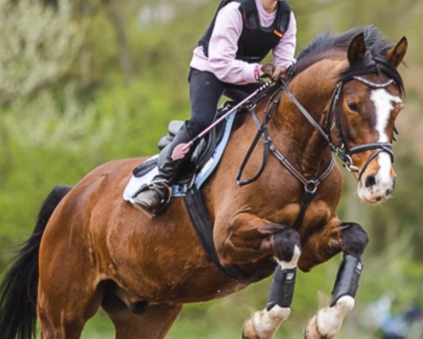 dressage horse Don Kelly (German Riding Pony, 2007, from Do it Again)