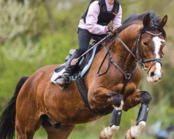 dressage horse Don Kelly (German Riding Pony, 2007, from Do it Again)
