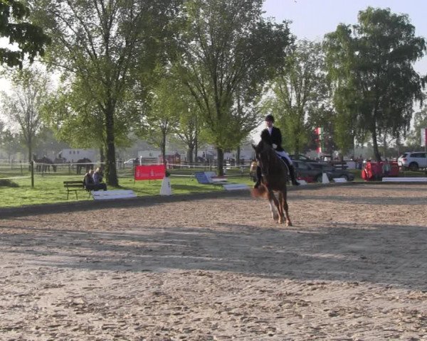 Reitturnier Ahlen 2017