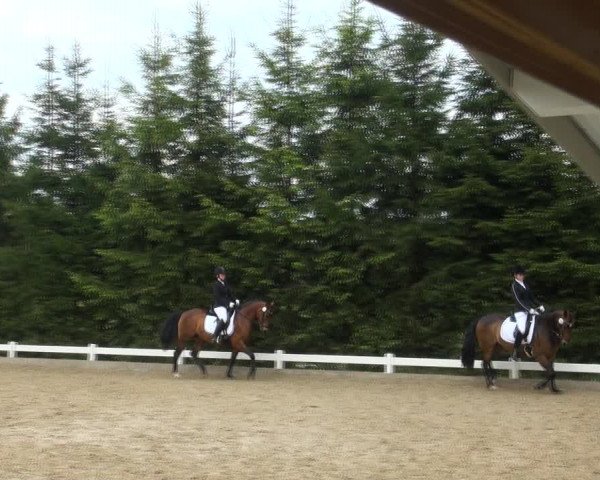 Reitturnier Halver 2017