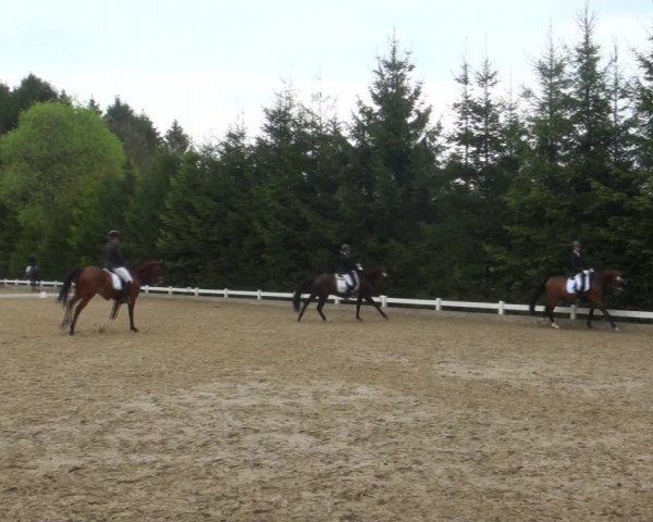 Reitturnier Halver 2017