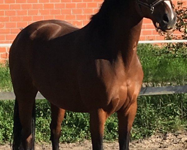 broodmare Edina 44 (Westphalian, 2008, from Estobar NRW)