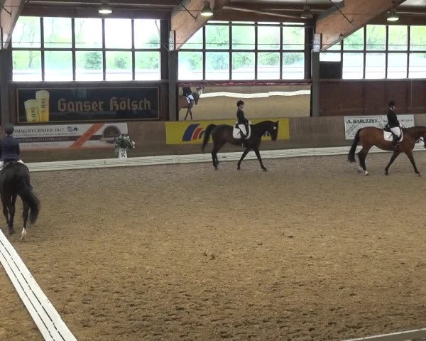 Reitturnier Köln-Leverkusen 2017