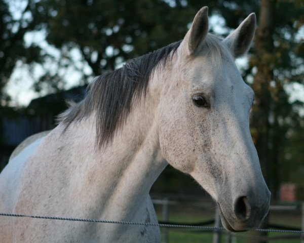 broodmare Wonder World (Oldenburg, 2004, from Wolkentanz II)