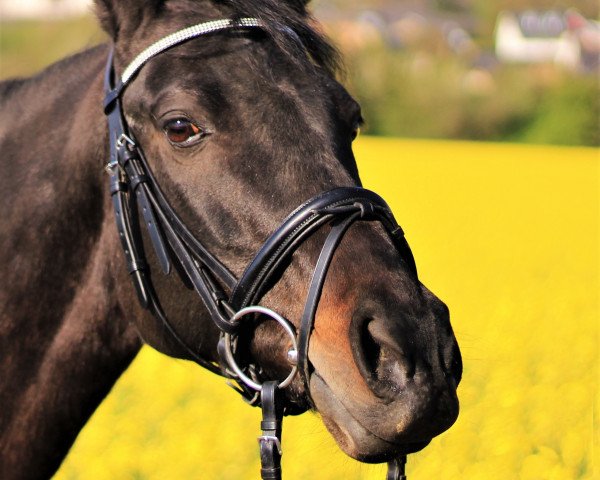 broodmare April (New Forest Pony, 1999, from Anydale Nico)