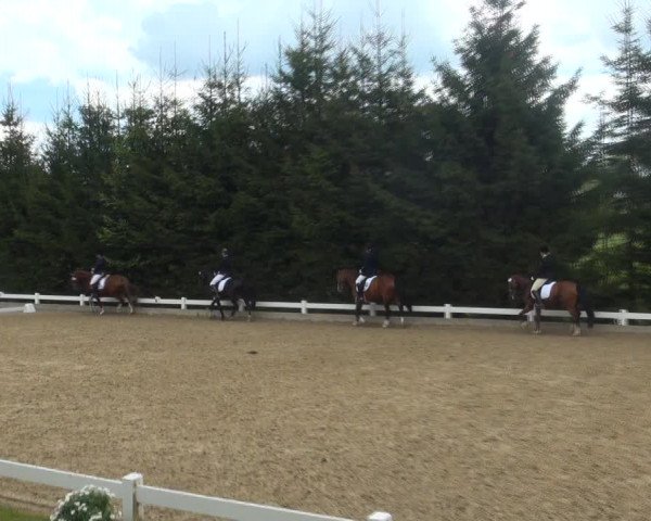 Reitturnier Halver 2017