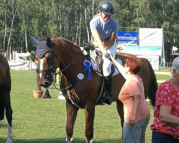 jumper Crowbar (Oldenburg show jumper, 2010, from Chap 47)