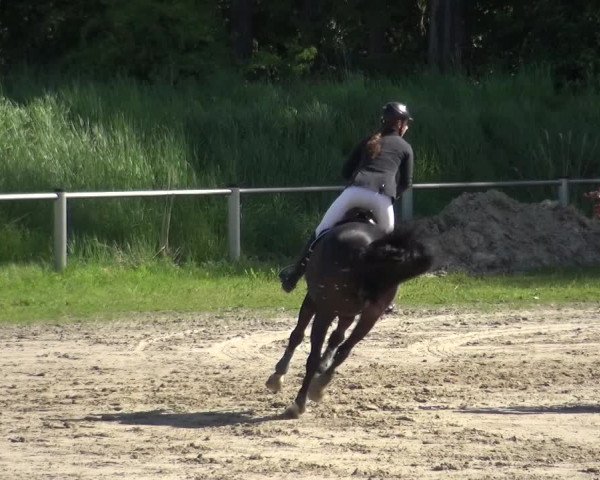 Reitturnier Köln-Leverkusen 2017