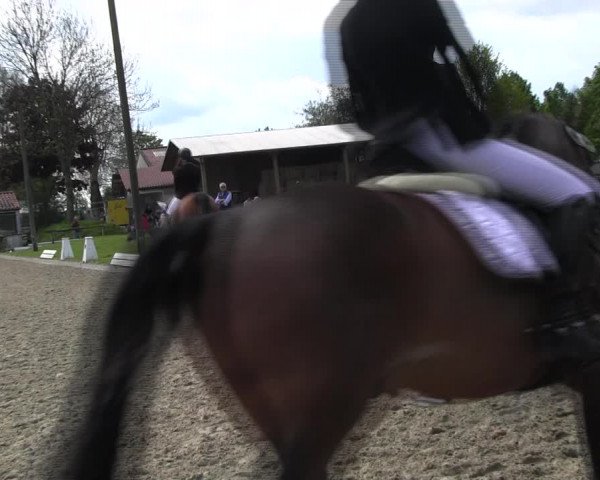 Reitturnier Ahlen 2017
