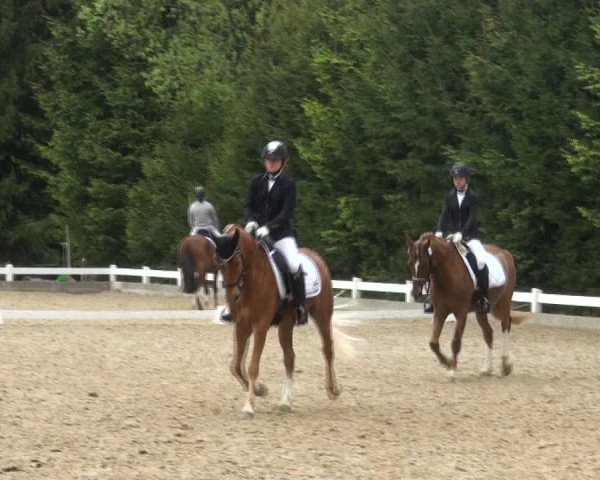Reitturnier Halver 2017