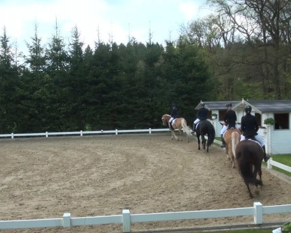 Reitturnier Halver 2017