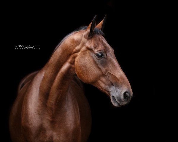 Caballo de salto Skylab M (Hannoveriano, 2008, de Stenograph 176 FIN)