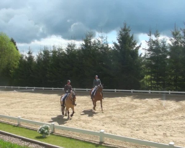 Reitturnier Halver 2017