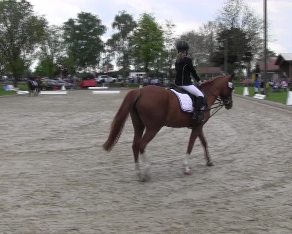 Reitturnier Ahlen 2017