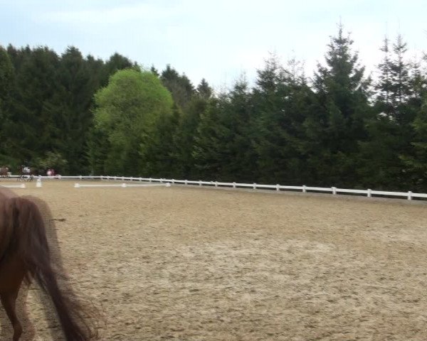 Reitturnier Halver 2017
