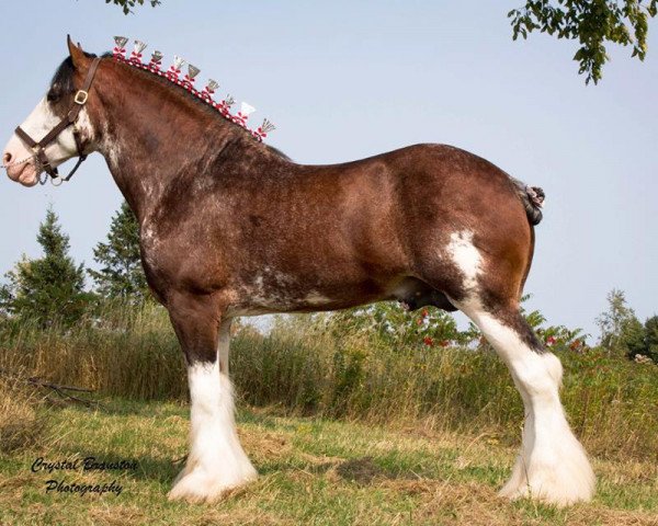stallion 2S Explorer's Sensational Impact (Clydesdale, 2009, from Millisle Explorer) stallion 2S Explorer's Sensational Impact (Clydesdale, 2009, from Millisle Explorer)