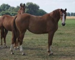 Broodmare Balous Latika (Oldenburger Jumping Horse, 2007, from Balou du Rouet)