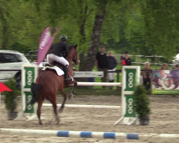 Reitturnier Ahlen 2017