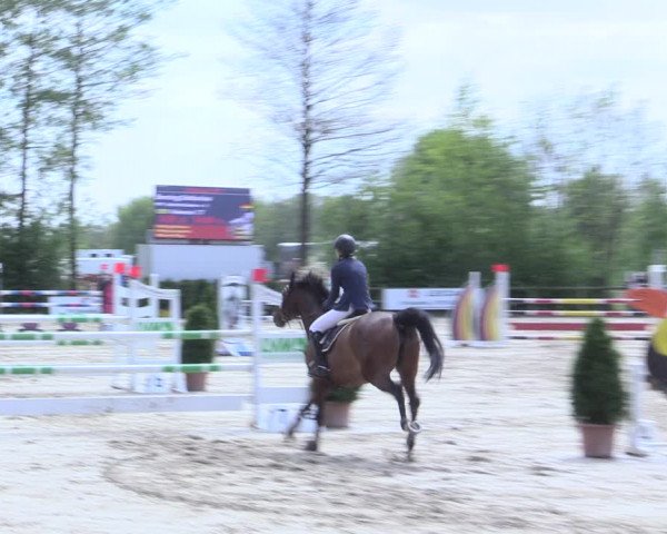 Reitturnier Nienberge 2017