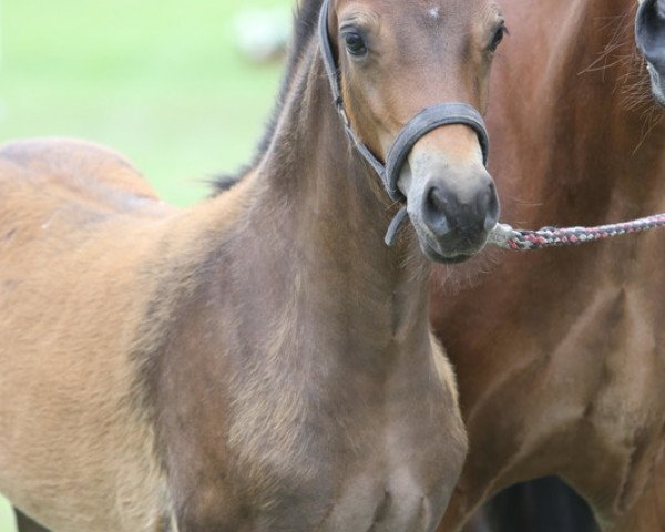 Pferd Curly Sue EE (Welsh-Cob (Sek. D), 2017, von Foxlight Tomboy) Pferd Curly Sue EE (Welsh-Cob (Sek. D), 2017, von Foxlight Tomboy)