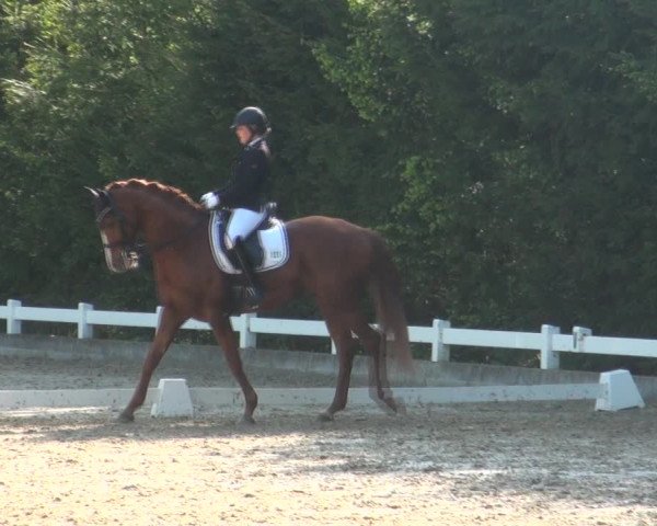 Reitturnier Halver 2017