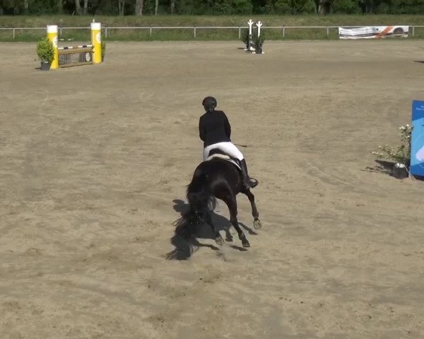 Reitturnier Köln-Leverkusen 2017