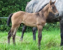 jumper Like A Lion (Hanoverian, 2017, from Like Angel)