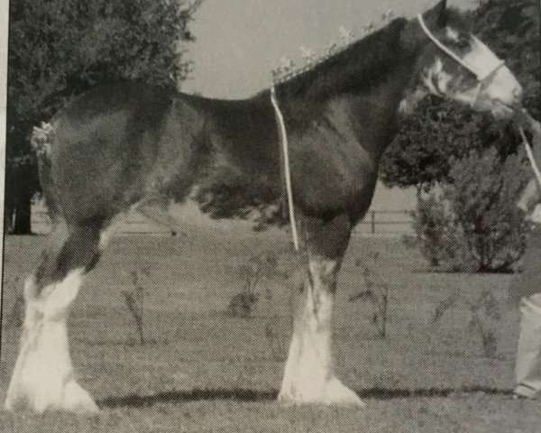 Zuchtstute 2S Shea's Royal Beauty (Clydesdale, 2001, von Northwest Glenords Shea)