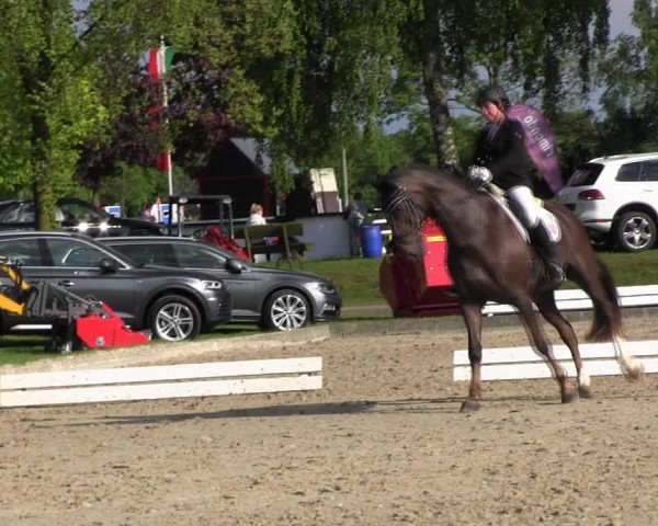 Reitturnier Ahlen 2017