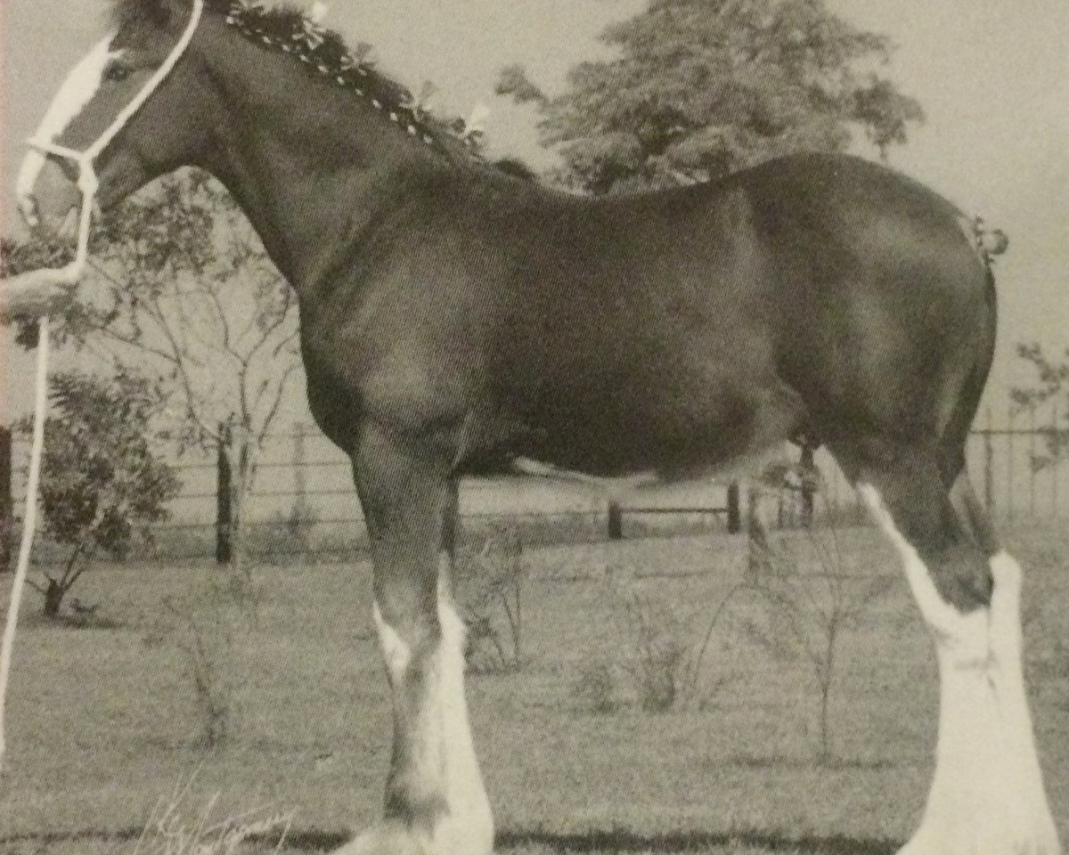 Deckhengst 2S Shea's Master McTaggert (Clydesdale, 2002, von Northwest Glenords Shea)