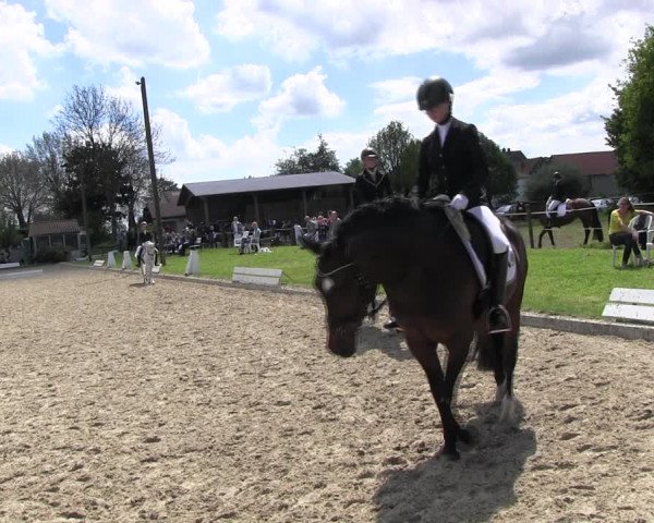 Reitturnier Ahlen 2017