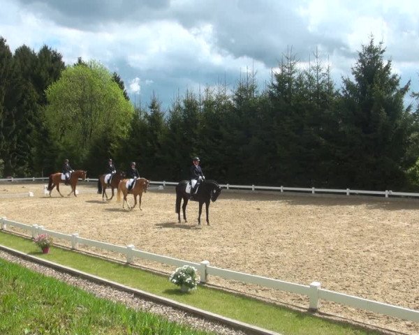 Reitturnier Halver 2017