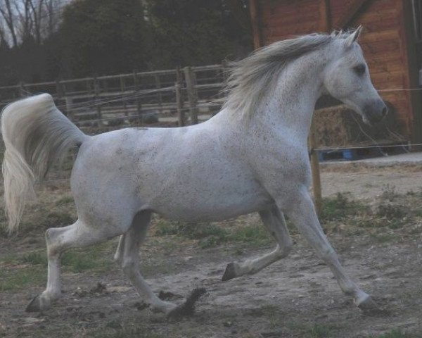 stallion Euron ox (Arabian purebred, 1998, from Ararat ox)
