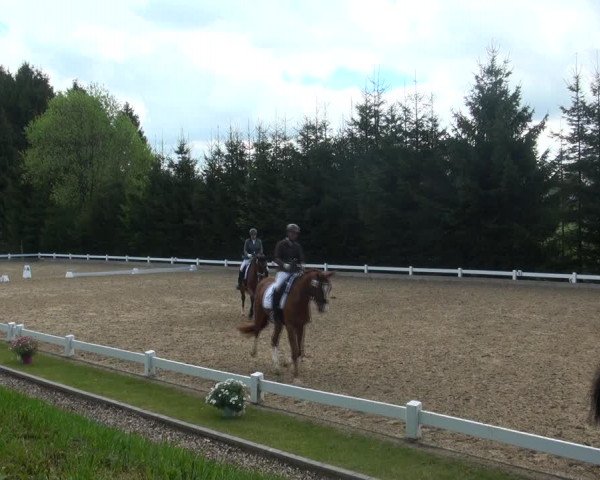 Reitturnier Halver 2017