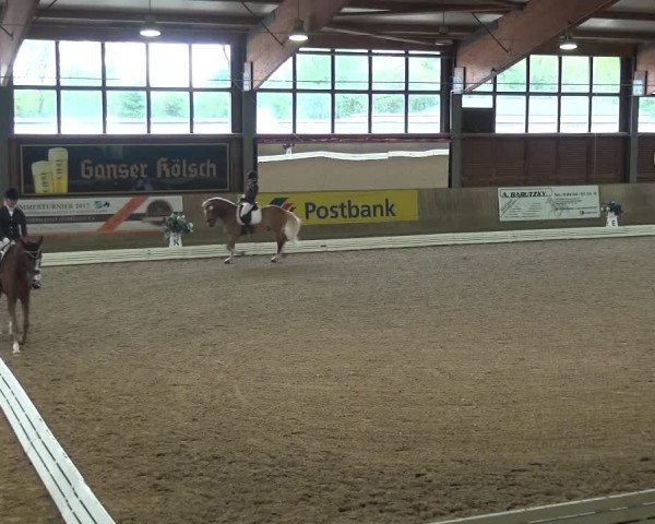 Reitturnier Köln-Leverkusen 2017