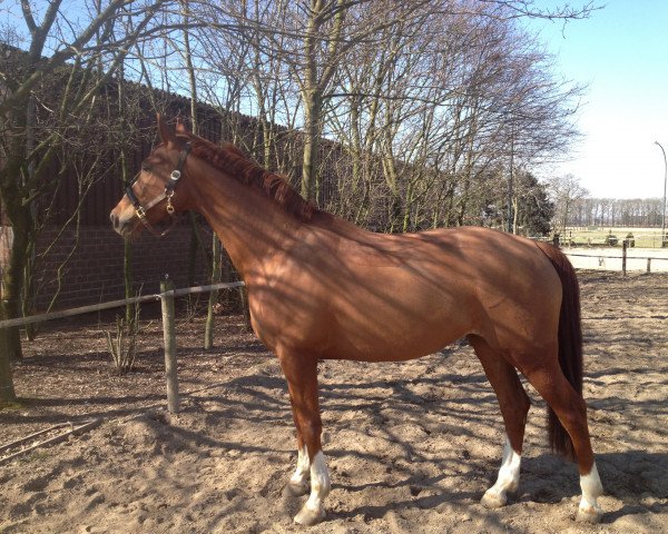 dressage horse Kalimbra (German Sport Horse, 2004, from Königsmarck)
