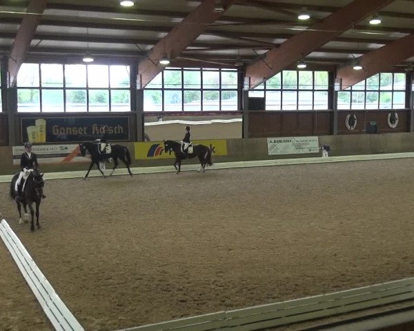 Reitturnier Köln-Leverkusen 2017