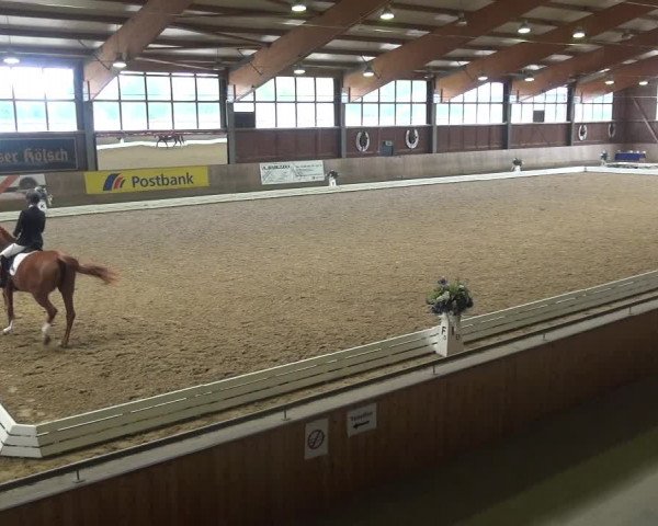 Reitturnier Köln-Leverkusen 2017
